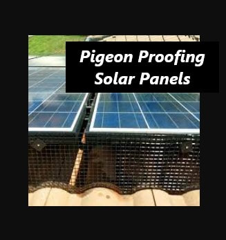 Porterville Solar Panel Pigeon Proofing Control