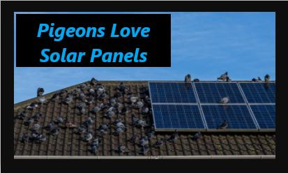 porterville solar panel pigeon protection